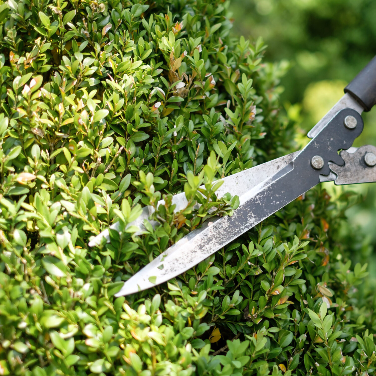 GRÜNANLAGENPFLEGE & GARTENSERVICE: Rasen-, Hecken- & Beetpflege – regelmäßig oder saisonal